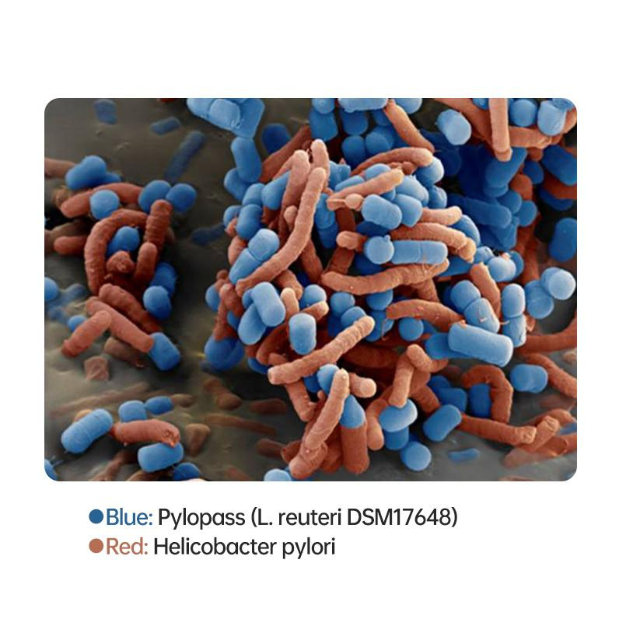 Microscopy image showing Pylopass cells (blue) bound to H. pylori (red)